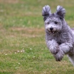 Pumi breed cute