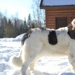 Pyrenean Mastiff desktop wallpaper