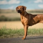 Rhodesian Ridgeback hd