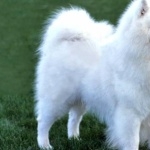 Samoyed breed background