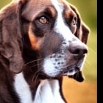 Serbian Hound cute