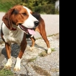 Serbian Tricolour Hound 1080p