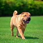 Shar Pei new wallpaper