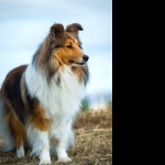 Shetland Sheepdog wallpaper