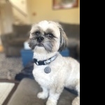 Shih Tzu background