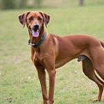 Sinhala Hound high quality wallpapers