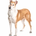 Smooth Collie pics