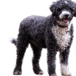 Spanish Water Dog wallpapers for desktop