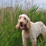 Spinone Italiano hd pics