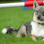 Swedish Vallhund funny