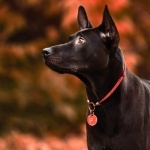 Thai Ridgeback 2025