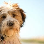 Tibetan Terrier hd wallpaper