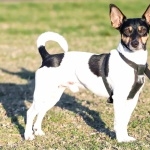 Toy Fox Terrier cute