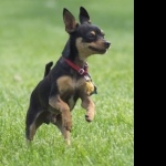 Toy Manchester Terrier pic