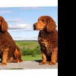 Tweed Water Spaniel images