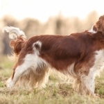 Welsh Springer Spaniel pics