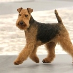 Welsh Terrier cute