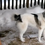 West Siberian Laika new photos