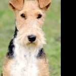 Wire Fox Terrier new wallpapers