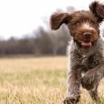 Wirehaired Pointing Griffon download