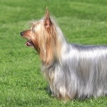 Australian Silky Terrier pic