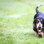 Basset Bleu de Gascogne desktop