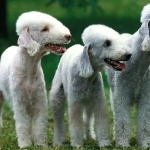 Bedlington Terrier cute