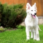 Berger Blanc Suisse desktop wallpaper