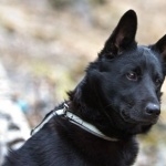 Black Norwegian Elkhound free