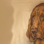 Bloodhound images