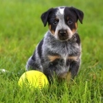 Blue Heeler 2025