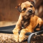 Border Terrier desktop