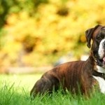 Boxer breed free wallpapers