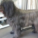 Briard image