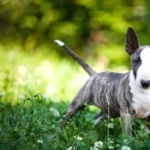 Bull Terrier (Miniature) high quality wallpapers