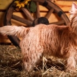 Cairn Terrier image