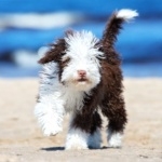 Cantabrian Water Dog new wallpapers