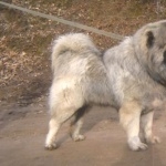 Caucasian Shepherd Dog photo