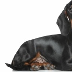 Dachshund wallpapers