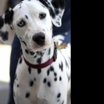 Dalmatian breed hd desktop