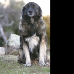 Estrela Mountain Dog widescreen