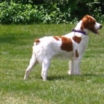 French Brittany breed breed