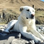 Georgian Shepherd Dog download