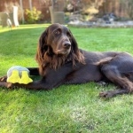 German Longhaired Pointer free download