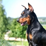 German Pinscher wallpaper