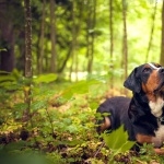 Greater Swiss Mountain Dog new wallpapers