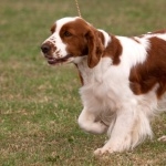 Irish Red and White Setter desktop wallpaper