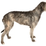 Irish Wolfhound wallpapers