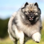 Keeshond hd desktop