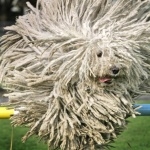 Komondor 2025